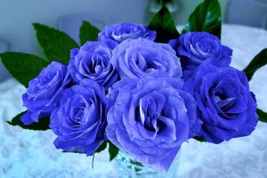 blue roses meaning