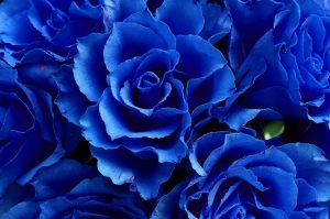 blue roses meaning